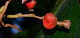 Alpinia zerumbet