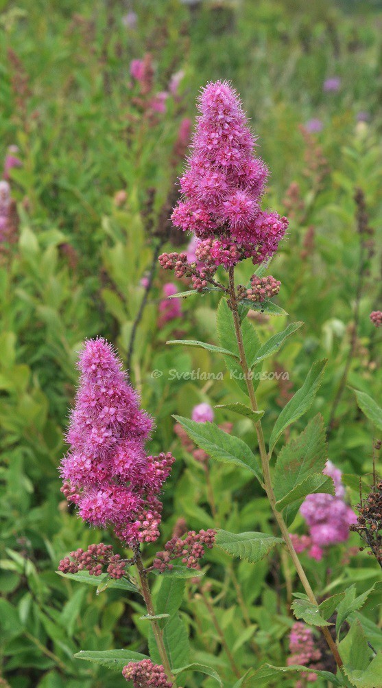 Изображение особи Spiraea &times; billardii.