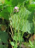 Cardamine seidlitziana