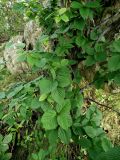 Sorbus alnifolia