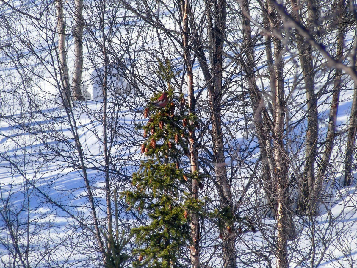 Изображение особи Picea obovata.