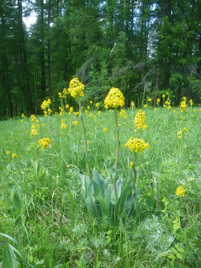 Изображение особи Ligularia altaica.