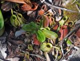 Nepenthes ampullaria