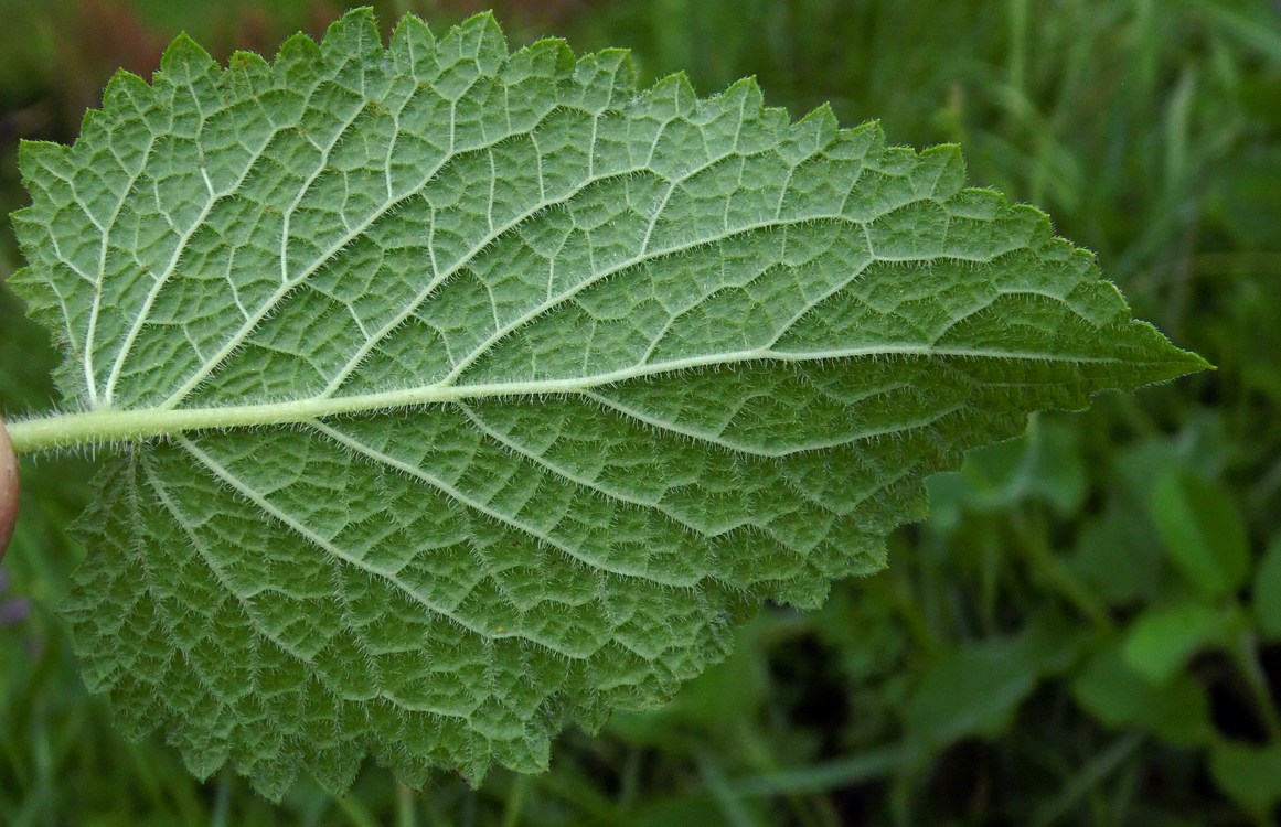 Изображение особи Salvia verticillata.