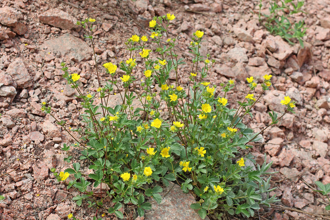 Изображение особи Potentilla tephroleuca.