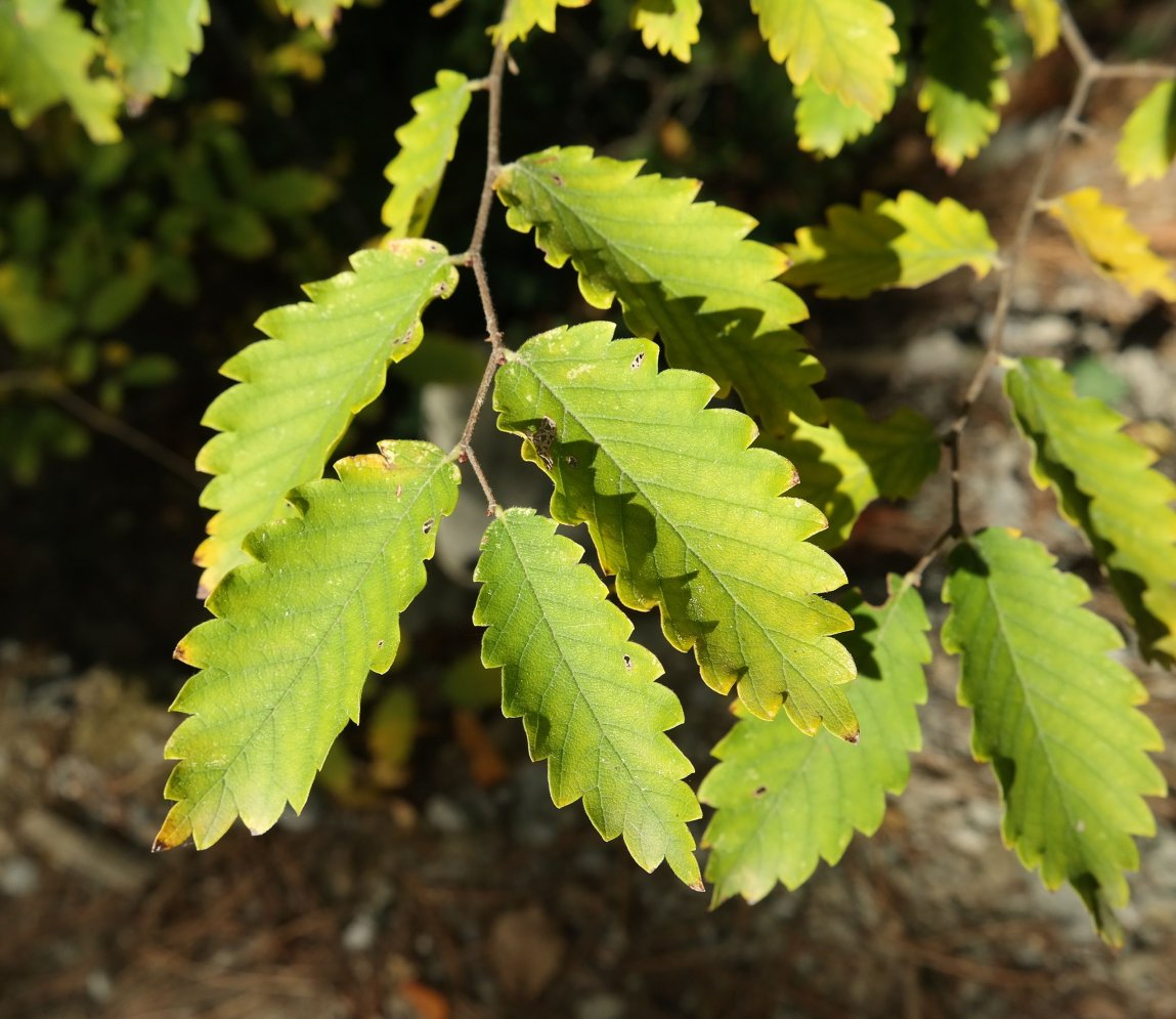 Изображение особи Zelkova carpinifolia.