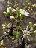 Prunus stepposa