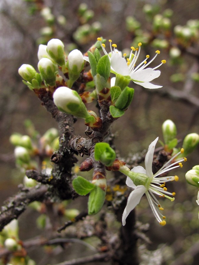 Image of Prunus stepposa specimen.