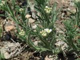 Ptilotrichum tenuifolium