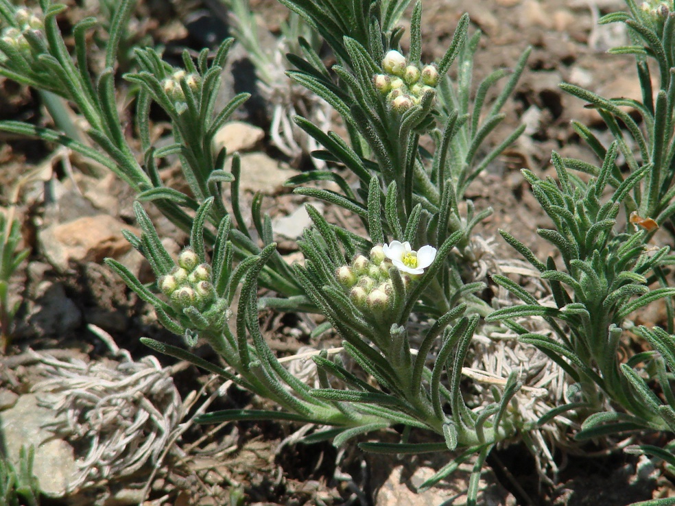 Изображение особи Ptilotrichum tenuifolium.