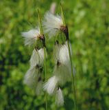 Eriophorum latifolium