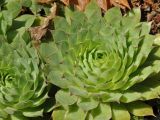 род Sempervivum