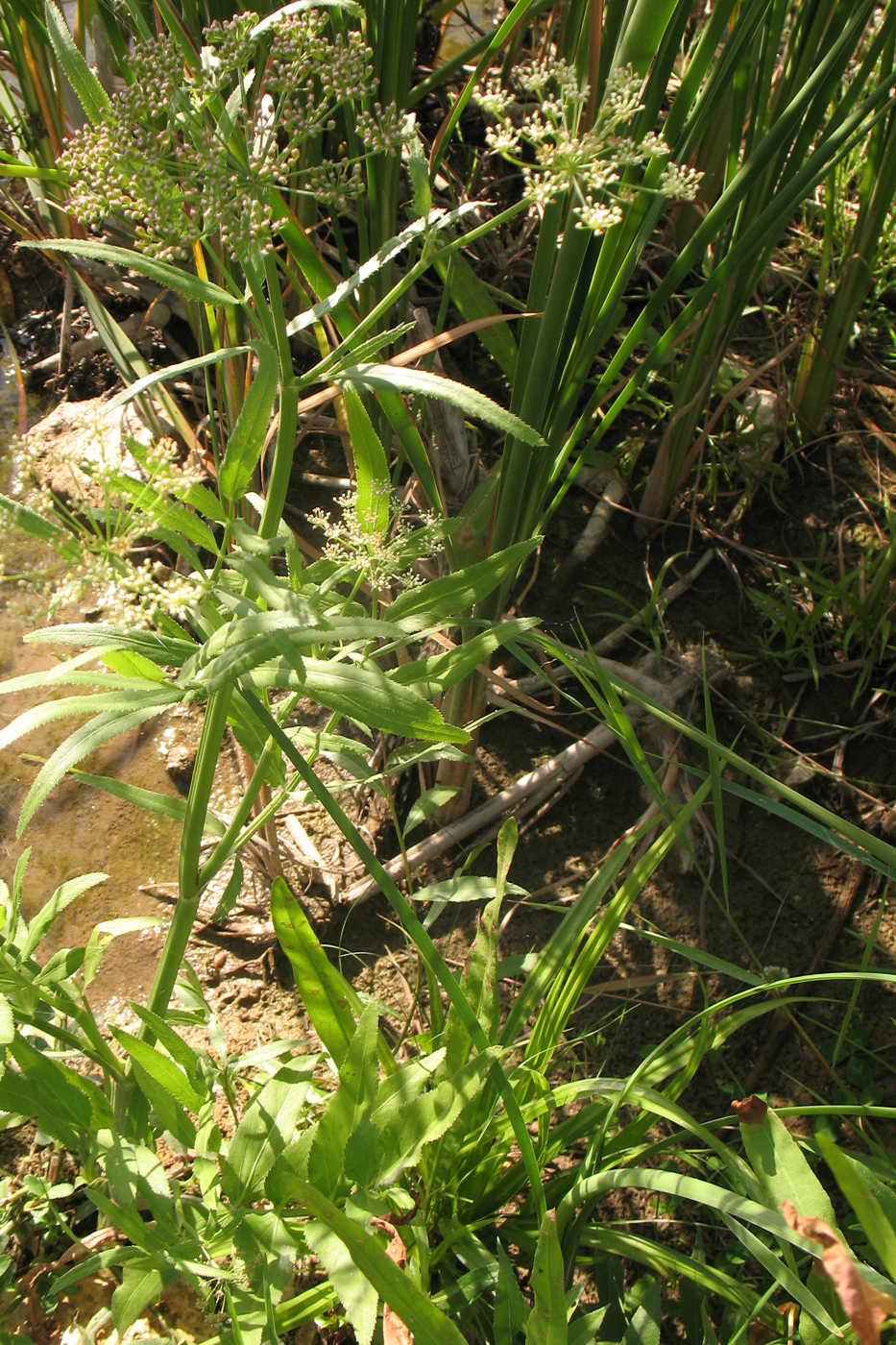 Изображение особи Sium latifolium.