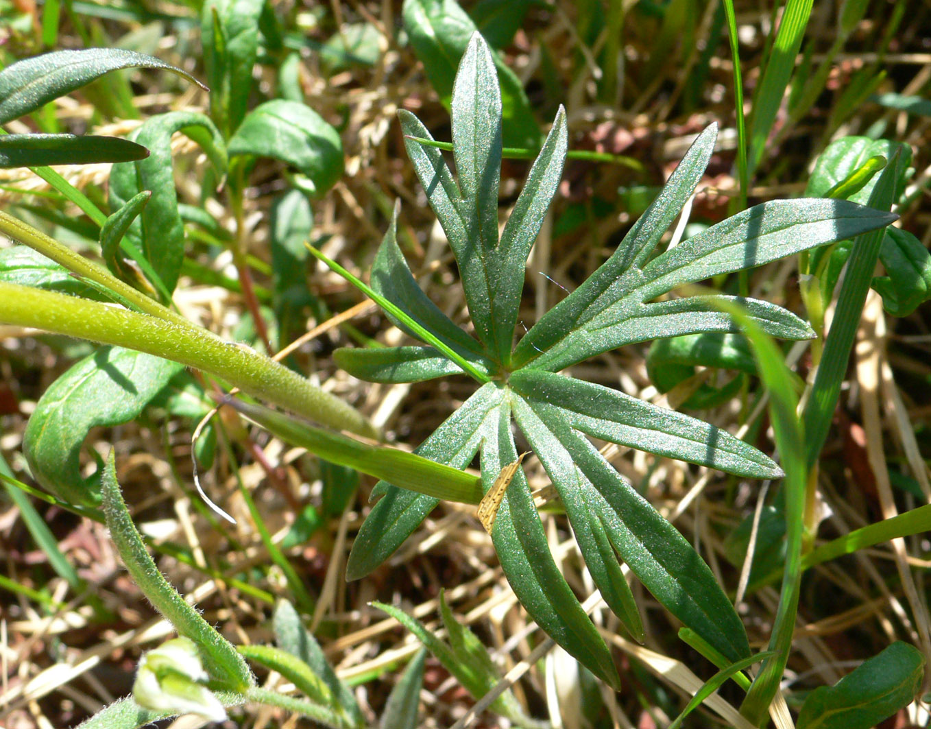 Изображение особи Aconitum delphiniifolium.