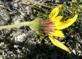 Arnica iljinii