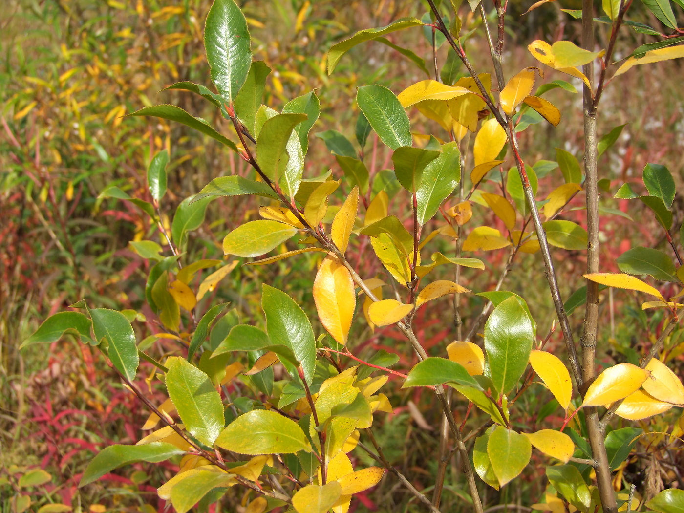 Image of Salix pseudopentandra specimen.