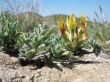 Astragalus nikitinae