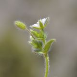 Cerastium brachypetalum подвид roeseri. Верхушка побега с цветком, бутонами и листьями. Республика Кипр, Троодос (Τρόοδος), пешеходная тропа \"Докса си о Теос\" (μονοπάτι Δόξα σοι ο Θεός) ведущая вдоль хребта Мадари (Μαδαρή), 1600 м н.у.м., каменистая осыпь. 30.04.2019.