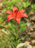 Lilium pensylvanicum