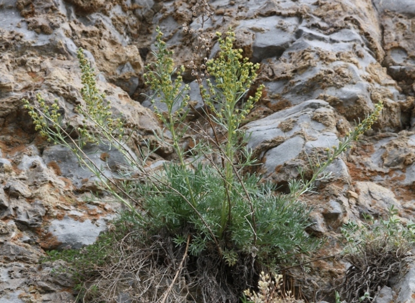 Изображение особи Artemisia borealis.