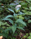 Lysimachia clethroides