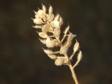 Alyssum hirsutum