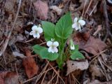 Viola alexandrowiana. Цветущее растение. Иркутская обл., Черемховский р-н, окр. пос. Узкий Луг, лесной овраг. 26.05.2019.