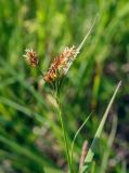 Luzula multiflora