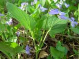 Viola × villaquensis. Верхняя часть побега с цветком. Томск, опушка соснового леса. 12.05.2020.