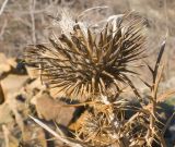 Lamyra echinocephala. Верхушка побега с соплодием после облетания семянок. Краснодарский край, м/о Анапа, окр. пос. Бол. Утриш, тора Солдатская, каменистая россыпь из расслоившейся материнской породы. 01.01.2021.