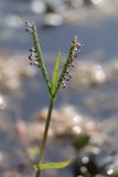 Paspalum paspalodes