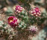 Cylindropuntia cholla. Соцветие с бутоном и раскрывающимися цветками. Израиль, Шарон, г. Тель-Авив, ботанический сад \"Сад кактусов\". 29.08.2019.