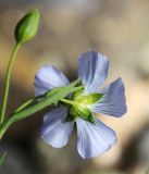 Linum usitatissimum