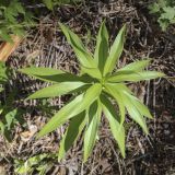 Lilium pilosiusculum