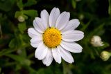 Anthemis palaestina