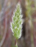 Polypogon monspeliensis