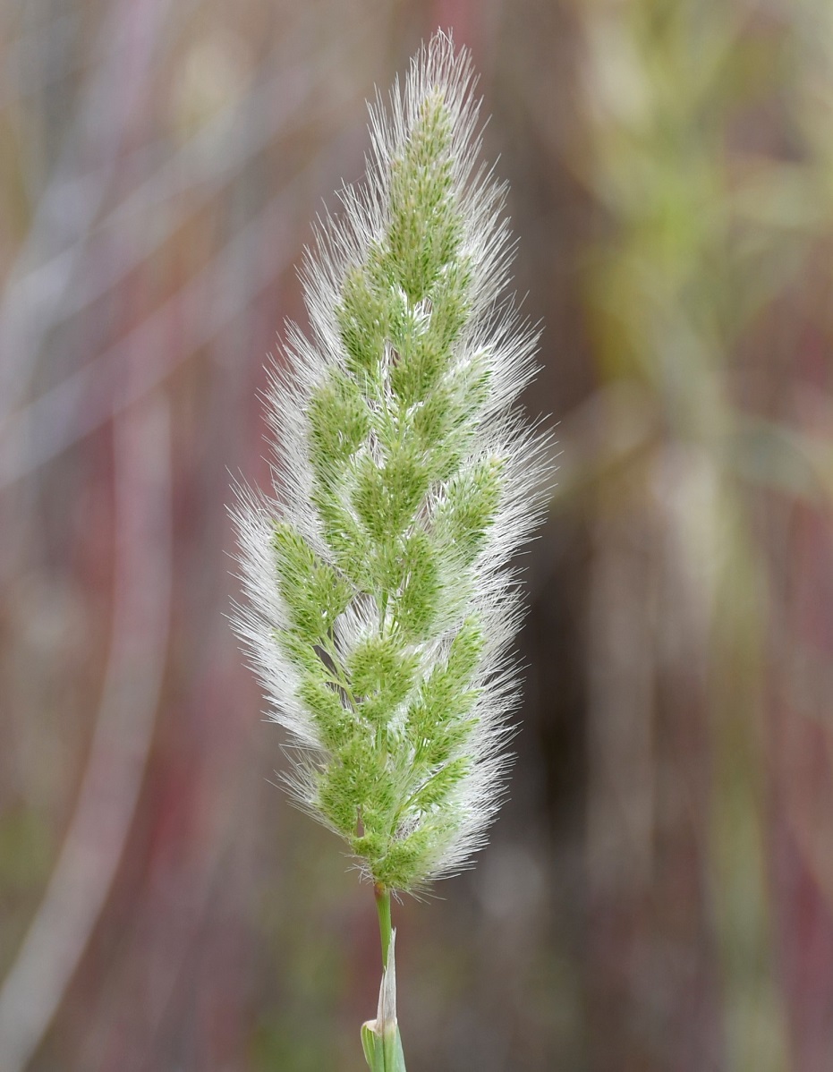 Изображение особи Polypogon monspeliensis.