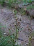 Juncus alpino-articulatus. Верхушки цветущих побегов. Магаданская обл., г. Магадан, окр. мкр-на Солнечный, у лесной дороги. 15.08.2022.