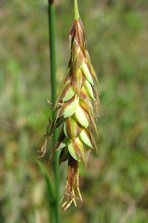 Изображение особи Carex limosa.
