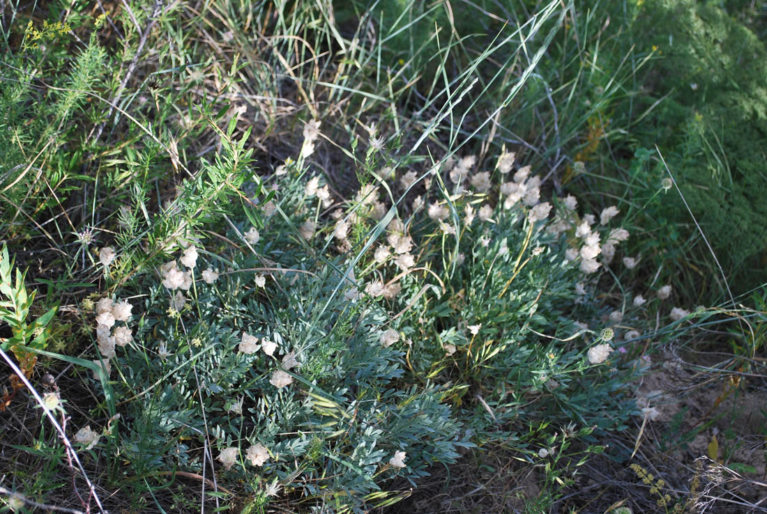 Изображение особи Astragalus schrenkianus.