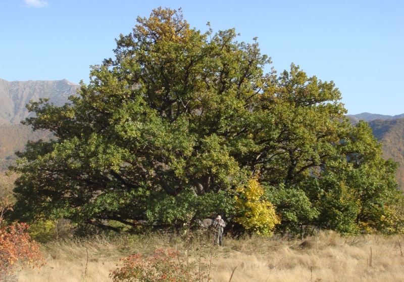 Изображение особи Quercus macranthera.