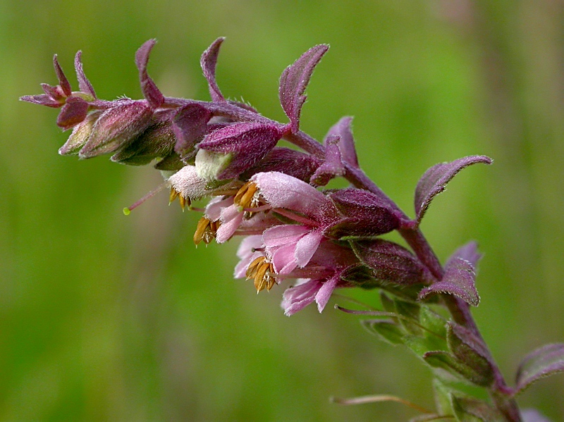 Изображение особи Odontites vulgaris.