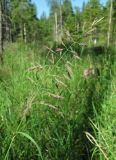 Calamagrostis langsdorffii