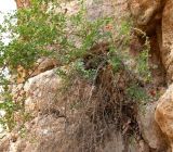 Rosa maracandica. Плодоносящее растение на стене ущелья. Туркменистан, хр. Кугитанг, ущелье Кыркгыз. Июнь 2012 г.