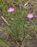 Dianthus pratensis