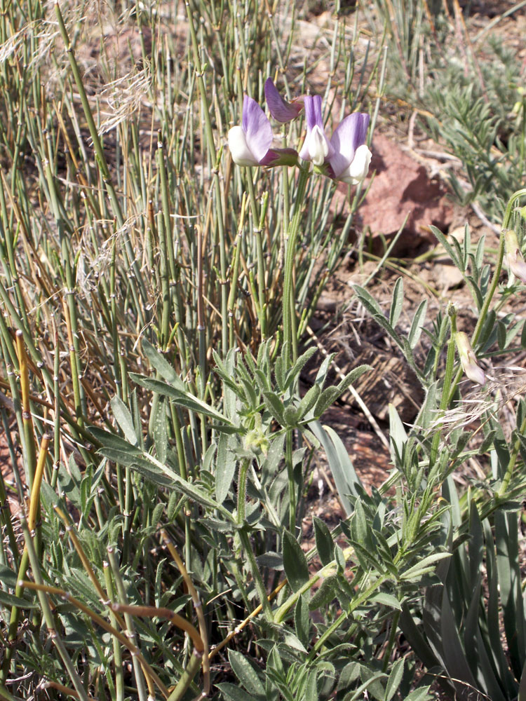 Изображение особи Vicia subvillosa.