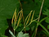 Chelidonium majus