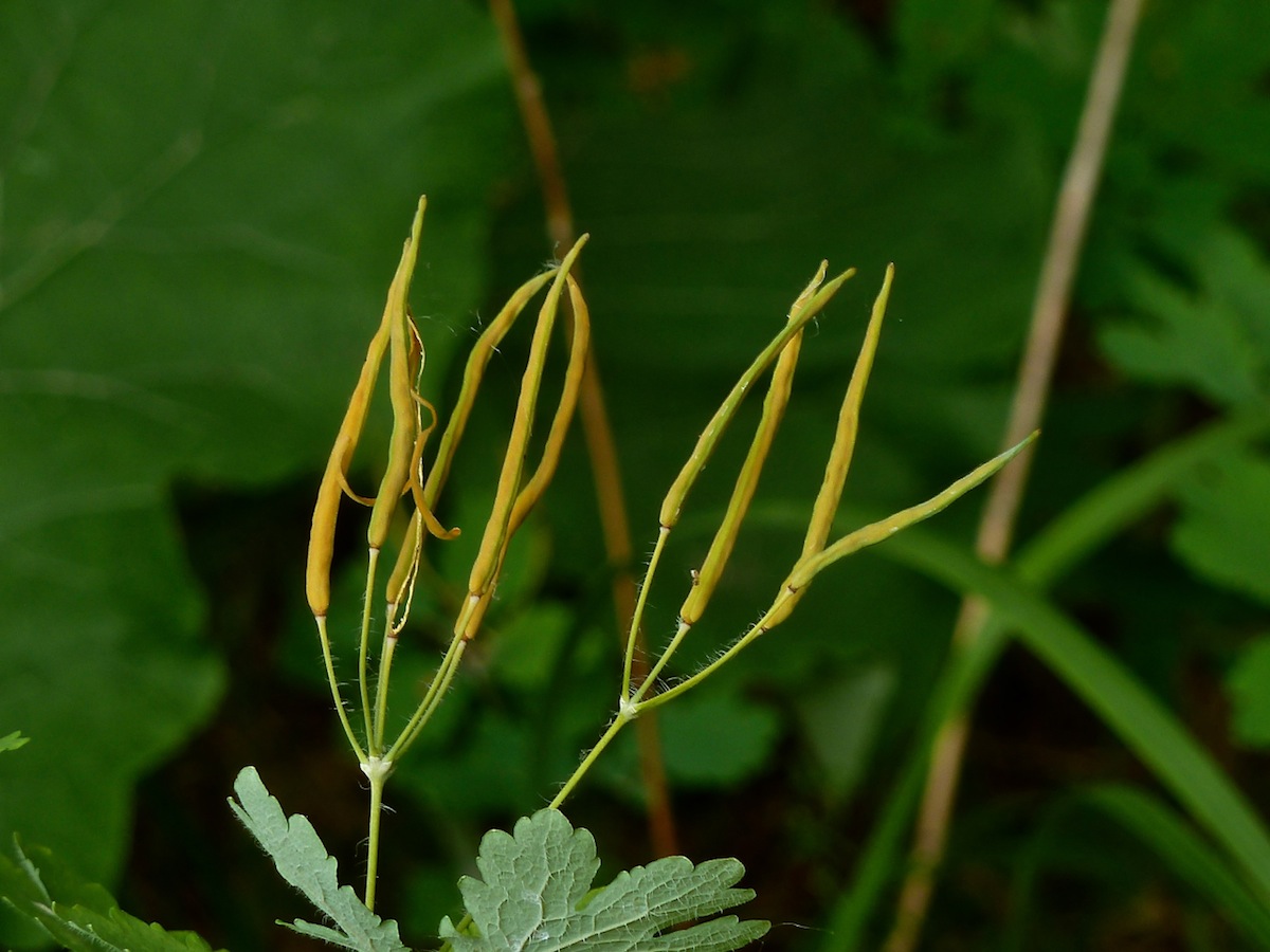 Изображение особи Chelidonium majus.