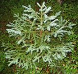 Picea разновидность coerulea