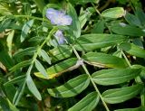 Polemonium carneum